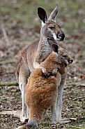 The red kangaroo (Macropus rufus)
