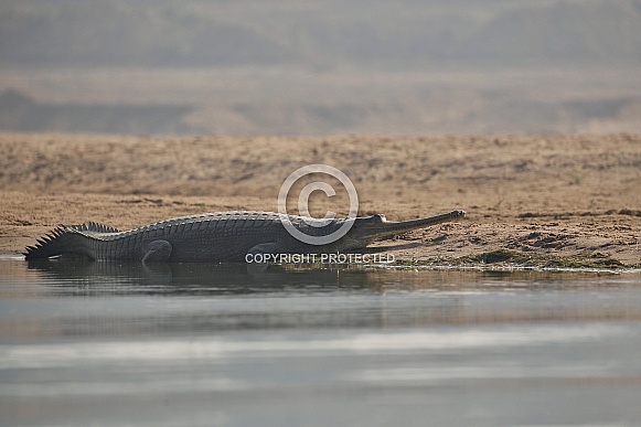 Indian gavial in the nature habitat