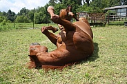 Rolling Horse
