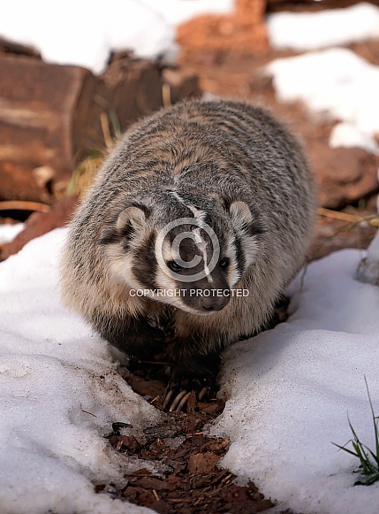 North American Badger in Snow