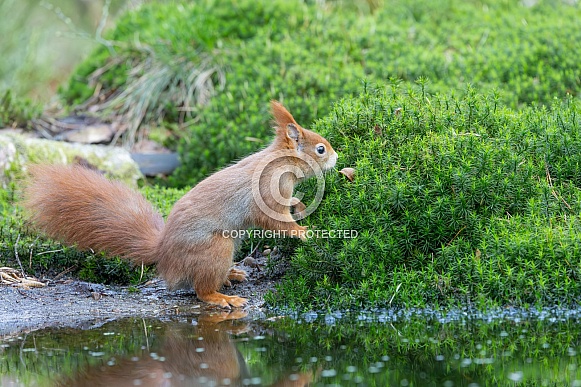 squirrel on the ground in the forest.