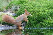 squirrel on the ground in the forest.