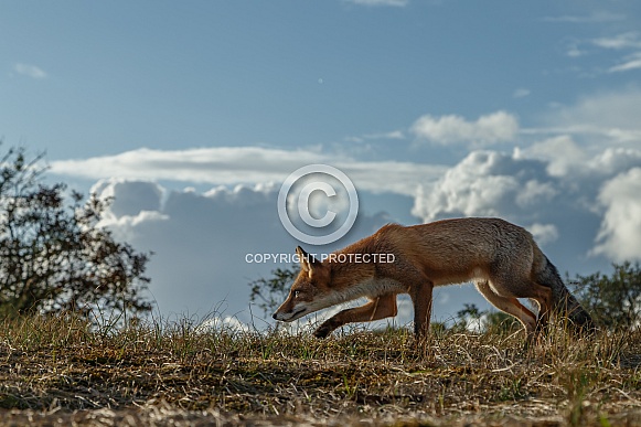 Red Fox
