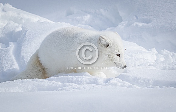 Arctic Fox in heavy snow