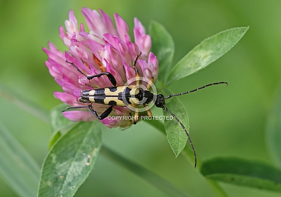 Longhorn Beetle