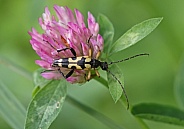 Longhorn Beetle