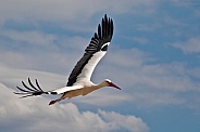 The white stork flying, Ciconia
