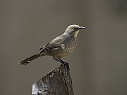 Curved-billed Brown Thrasher in Arizona