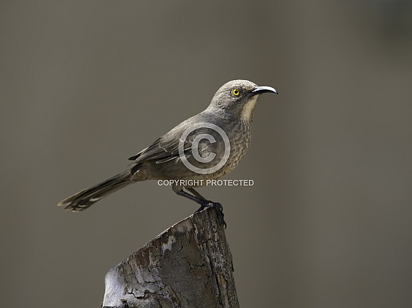 Curved-billed Brown Thrasher in Arizona