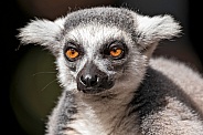 Ring Tailed Lemur Face Shot Close Up