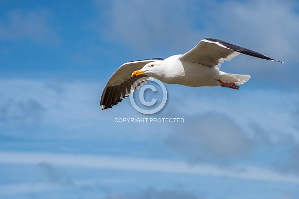 Sea Gull in Flight