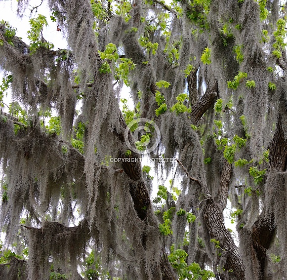 Sweetgum Tree graced with the beauty of Spanish Moss Sweetgum Tree graced with the beauty of Spanish Moss