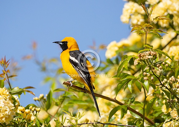 Hooded oriole Hooded oriole