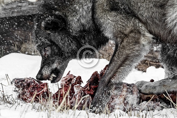 Grey Wolf-Don't Touch My Food Grey Wolf-Don't Touch My Food