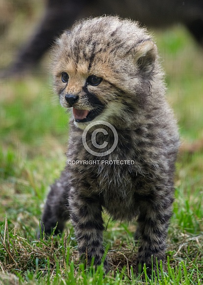 Cheetah Cub Cheetah Cub