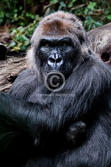 Western Lowland Gorilla Western Lowland Gorilla