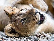 Lion Cub