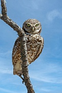Burrowing Owl--Burrowing Owl Perch