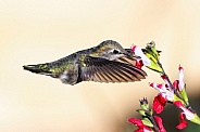 Anna Hummingbird