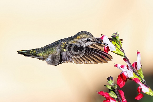 Anna Hummingbird