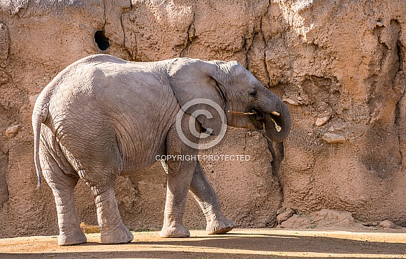 Baby Elephant Baby Elephant
