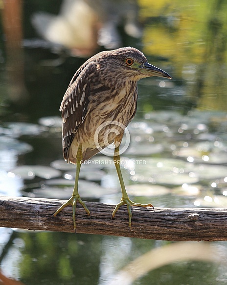 Black-Crowned Night Heron