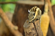 Swinhoe's Striped Squirrel