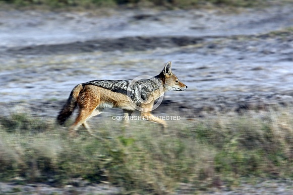Black-backed Jackal - Namibia Black-backed Jackal - Namibia