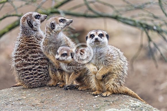 Meerkat family