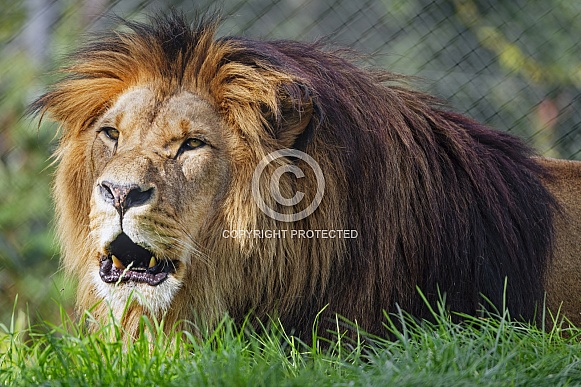 Lion in the grass