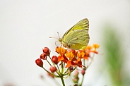 Sulphur Butterfly