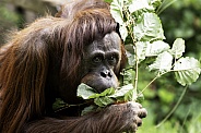 Bornean Orangutan Foraging Leaves