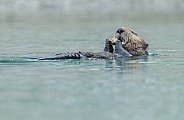 Seaotter at Alaska