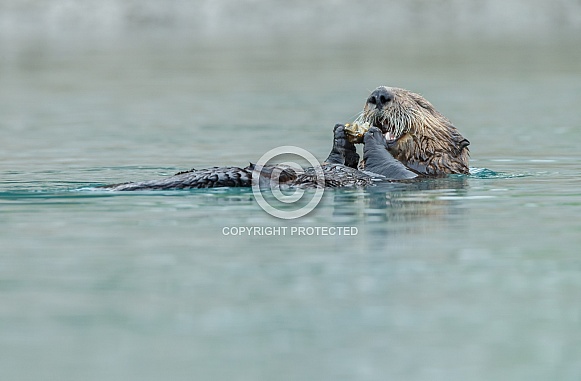 Seaotter at Alaska Seaotter at Alaska