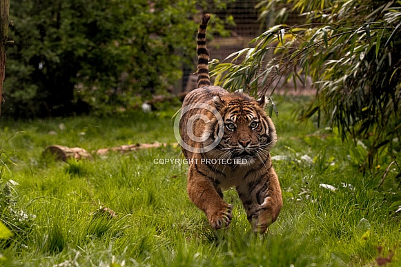Sumatran Tiger Running Towards Camera