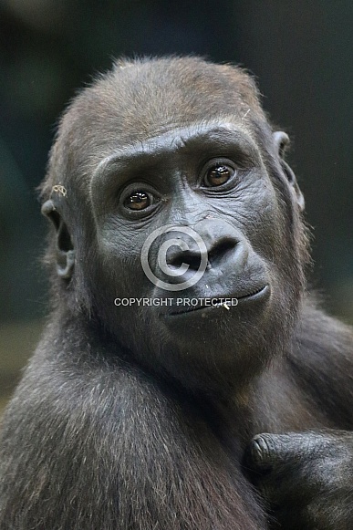 western lowland gorilla western lowland gorilla