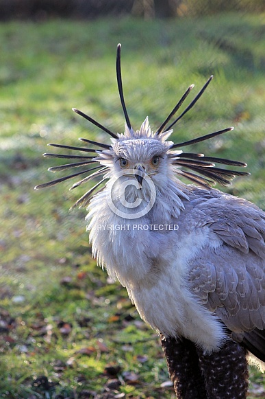 Secretary bird (Sagittarius serpentarius) Young Secretary bird (Sagittarius serpentarius) Young
