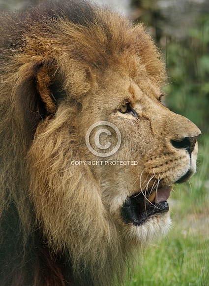 African lion