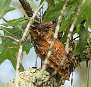 Wet Eastern screech owl - Megascops asio - after heavy thunderstorm perched on turkey oak tree in a Florida. Red rufous color phase looking at camera with cute upset unhappy scowl on her face