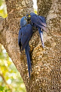 hyacinth macaw close up on a palm tree in the nature habitat