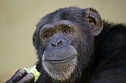 Chimpanzee (Pan troglodytes)