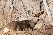Odocoileus hemionus, mule deer