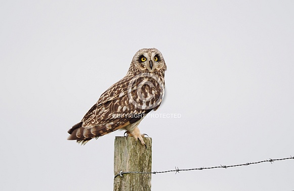 Short-eared Owl