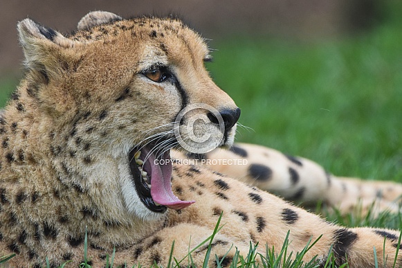 African Cheetah African Cheetah