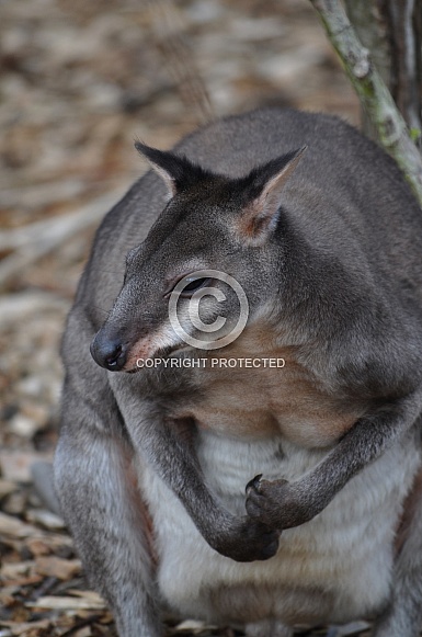 Dusky Pademelon (Thylogale brunii)