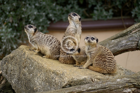 Meerkats