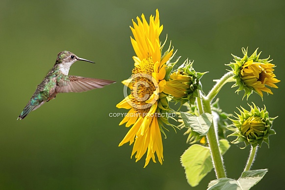 Mrs. Ruby Throated Hummingbird