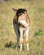 Young wildebeest looking for mom