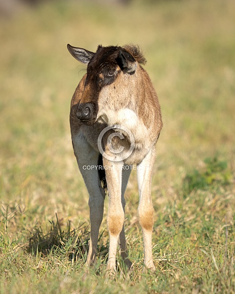Young wildebeest looking for mom