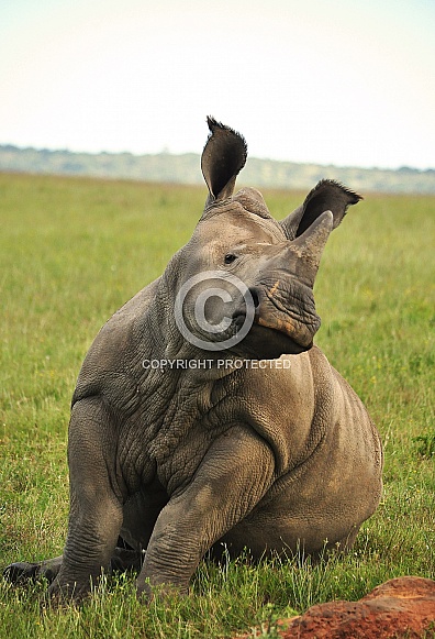 White Rhino Calf